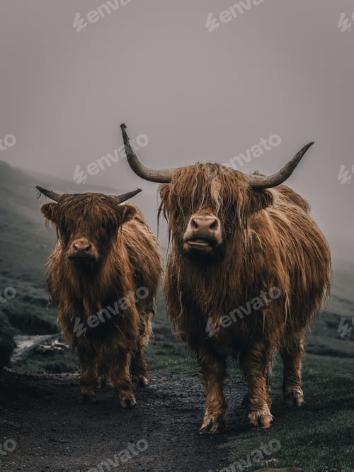 Preview: Brown hairy Scottish highland cattle with foggy background