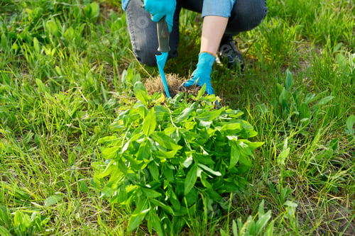 Preview: Close-up of spring dividing and planting bush of phlox paniculata plant