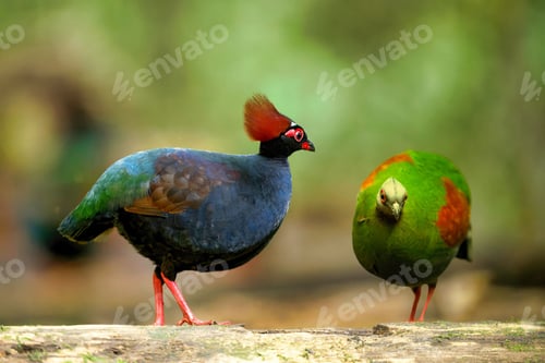 Preview: Closeup of Crested Partridge birds on wood