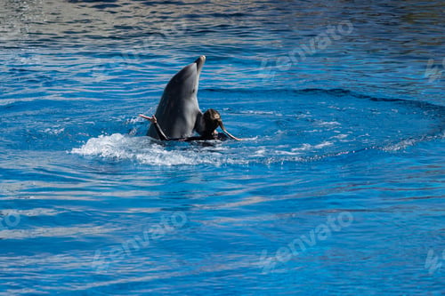 Preview: Playful dolphin swimming and performing tricks in a crystal clear blue pool of a Dolphinarium