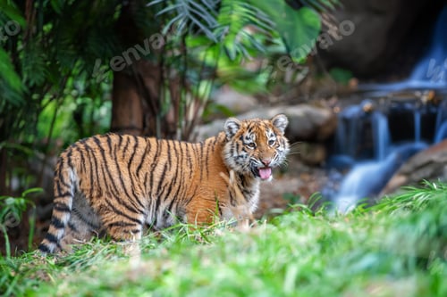 Preview: Tiger cub in the wild. Baby animal in green grass on waterfall background