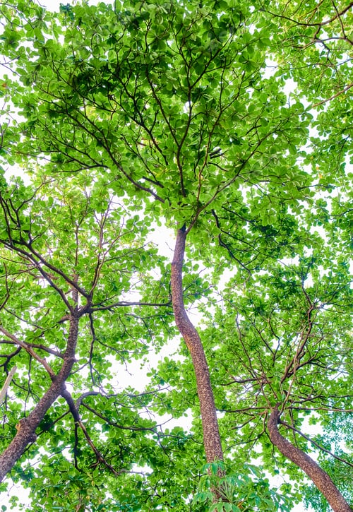 Preview: Background of the green leaves of the big trees