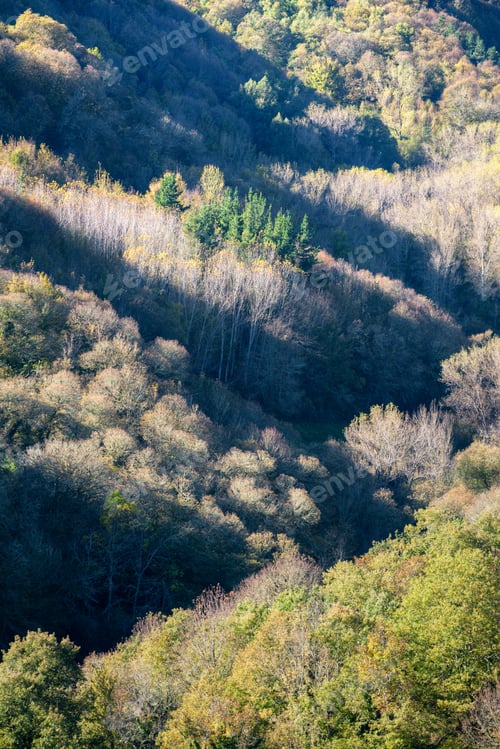 Preview: The already low autumn sun brushes the canopy of the deciduous forests