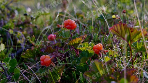 Preview: Cloudberry in Swedish lapland