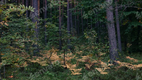 Preview: Mysty dark autumn forest. Yellow fern leaves near trees.
