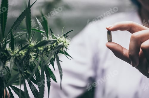 Preview: Grinder A lot of marijuana, fresh buds of cannabis many weed