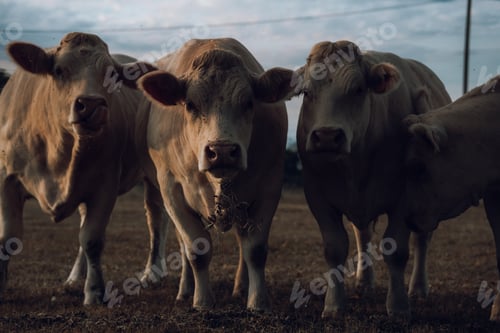 Preview: Four Cows