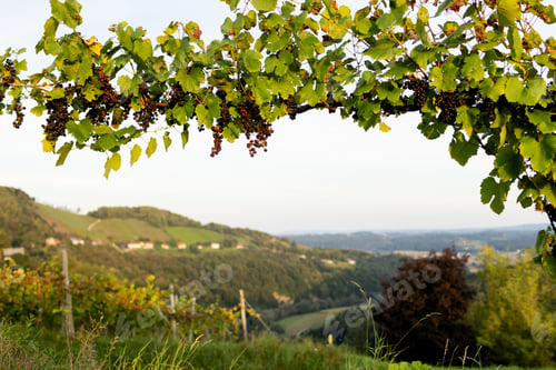 Preview: A vine on a horizontal support with clusters of dark grapes in close-up