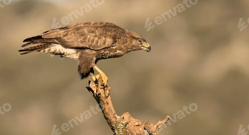 Preview: Furious wild eagle