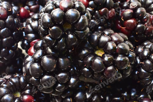 Preview: Blackberries
