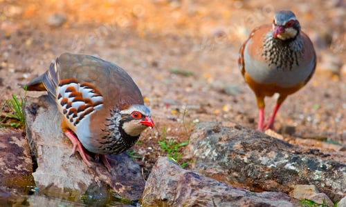 Preview: Red-legged Partridge, Monfragüe National Park