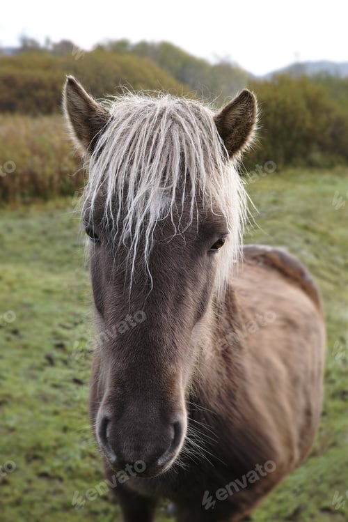 Preview: Beautiful horse - wonder of nature