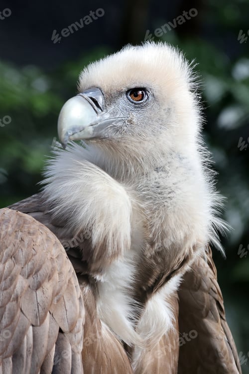Preview: The Eurasian griffon vulture in closeup view, Gyps fulvus