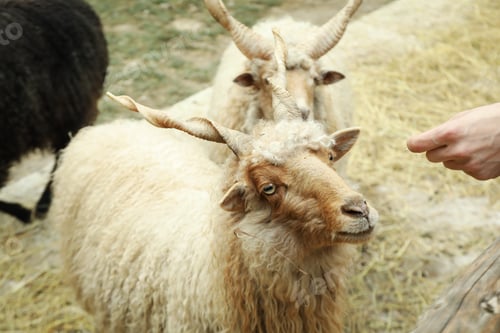 Preview: Sheeps with spiral horns or Racka sheeps