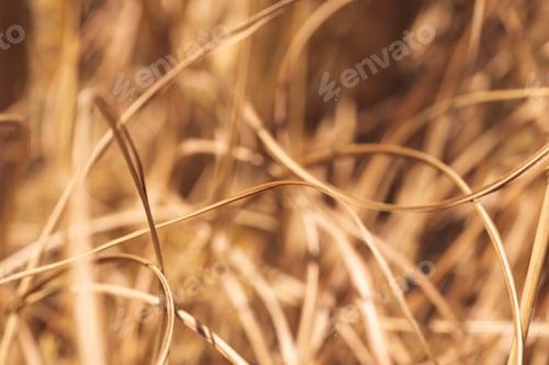 Preview: Macro abstract background