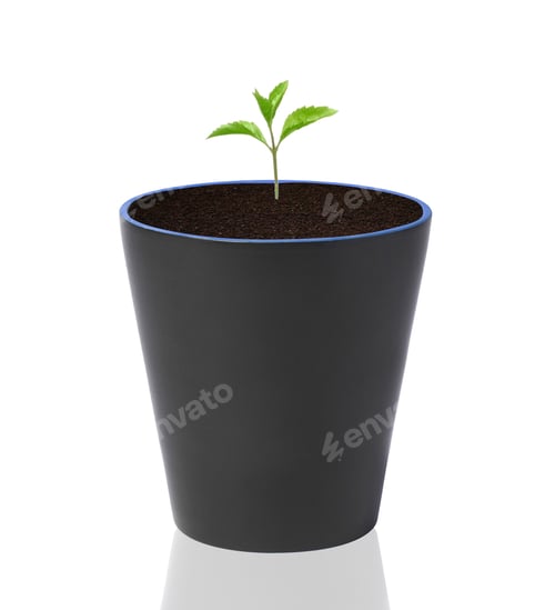 Preview: Young plant in pot