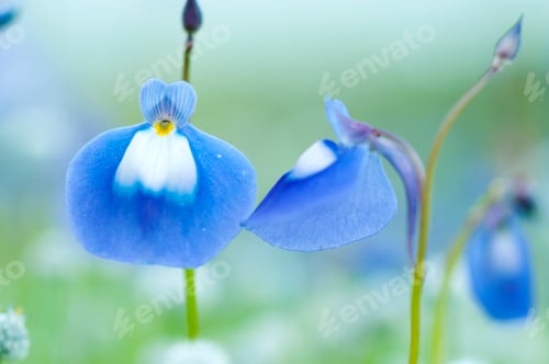 Preview: Beautiful wild flowers in a meadow, Flower background.