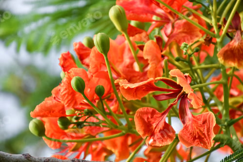 Preview: Beautiful red flower in a garden.