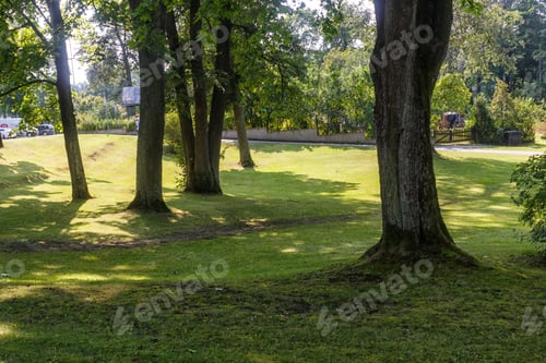 Preview: a forest park with large trees