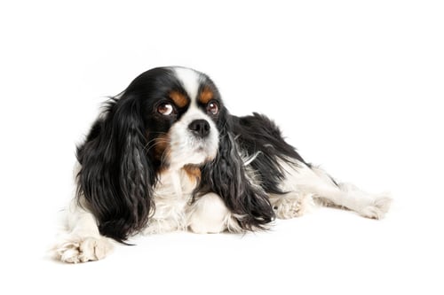Preview: Portrait of lying cavalier spaniel
