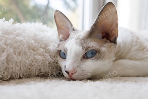 Preview: The kitty put his muzzle on the white mat. White Devonrex kitty with blue eyes.