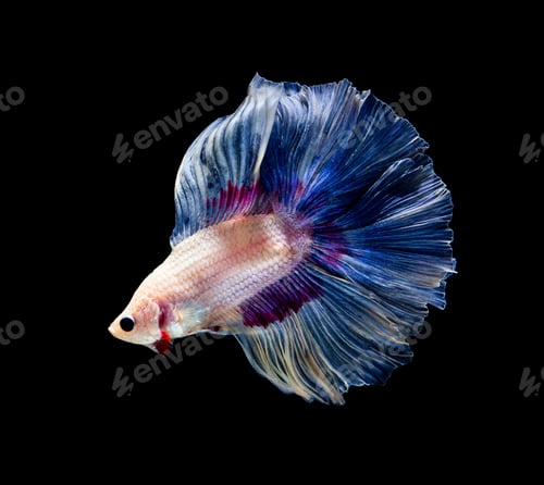 Preview: Betta fish, siamese fighting fish, betta splendens isolated on black background