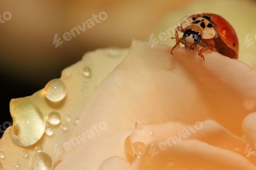 Preview: Yellow Rose With Water Droplets And Ladybug - Close Up Photograph Of A Light Yellow Rose With Water