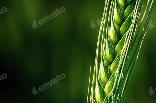 Preview: Ear of wheat in field, closeup of green crop during early growth stage