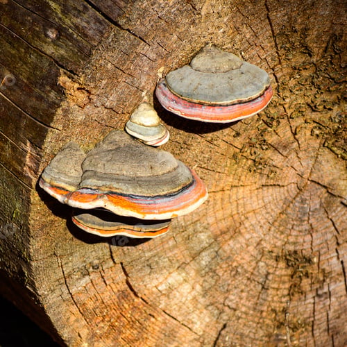 Preview: Closeup shot of red-belted conk fungus growing on a tree stump.