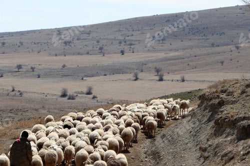 Preview: shepherd and flock of sheep