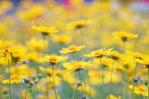 Preview: Field Of Yellow Flower Lance Leaved, Coreopsis Lanceolata, Lanceleaf Tickseed Or Maiden's Eye