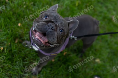 Preview: the bulldog opened his mouth and looks up he is on a leash