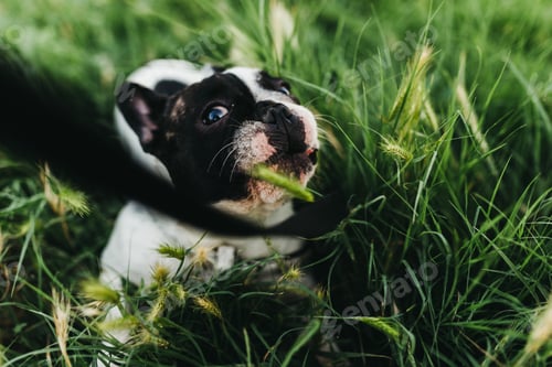 Vista previa: Dog with lead walking in grass