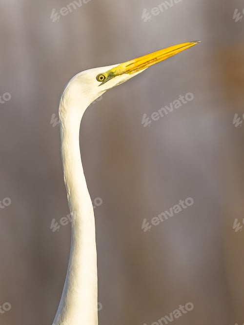 Preview: Portrait of Great white Egret