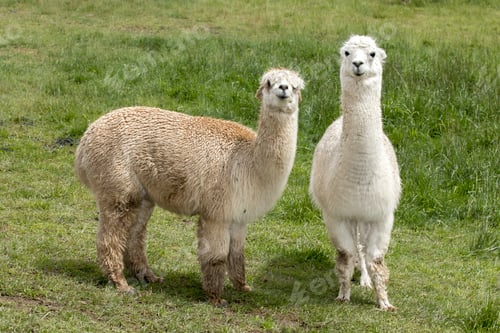 Preview: Two cute alpacas in a pasture.
