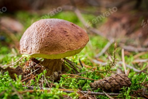Preview: Boletus with cone at sunset