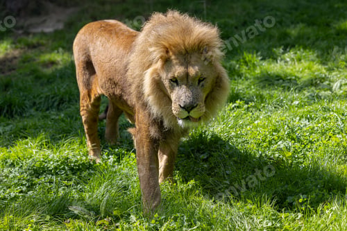 Preview: a large lion is walking on some green grass in the sun