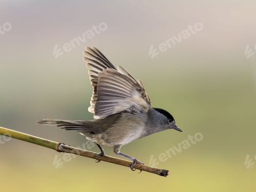 Preview: Side view of Eurasian blackcap with open wings perched on a thin branch ready to fly