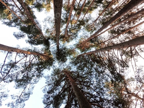 Preview: Bottom view to the tree top of a huge tree in forest. Daytime. Nature background