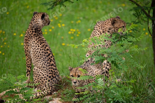 Preview: Male sibling cheetahs