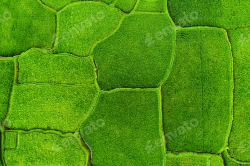 Preview: Aerial view of rice terraces. Landscape from drone. Agricultural landscape from the air.