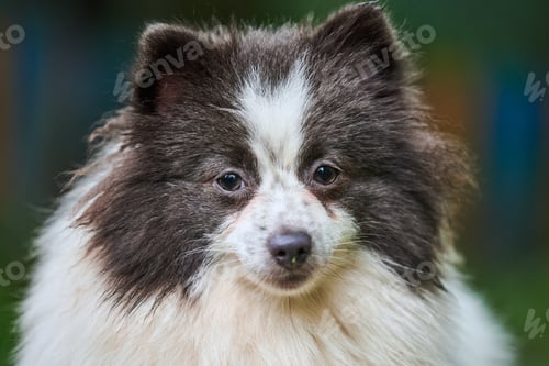 Preview: Pomeranian Spitz dog in garden, close up face portrait