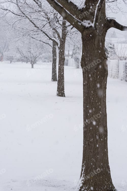 Preview: Tree Branches Under A Heavy Snow In Winter
