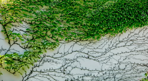 Preview: house wall with green overgrown ivy