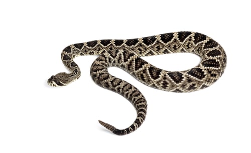 Preview: Crotalus atrox, western diamondback rattlesnake or Texas diamond-back, venomous snake against