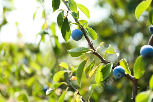 Preview: Tasty sloe berries on bush outdoors, closeup
