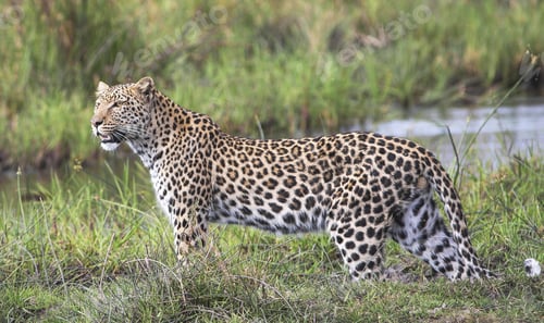 Preview: Botswana Wildlife pictures