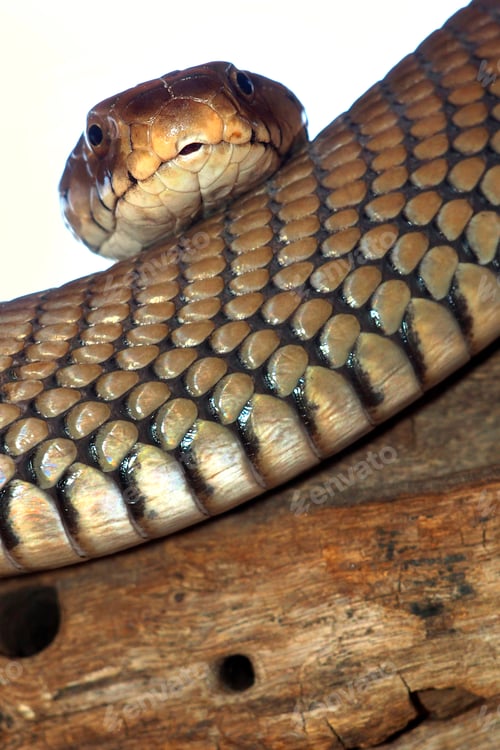 Preview: Mozambique Spitting Cobra, Chobe National Park, Botswana