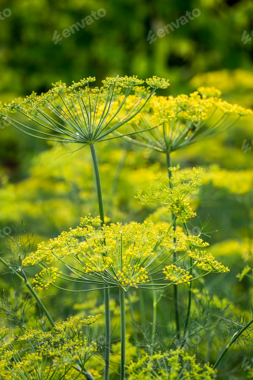 Vista previa: Fresh dill growing in the field in summer