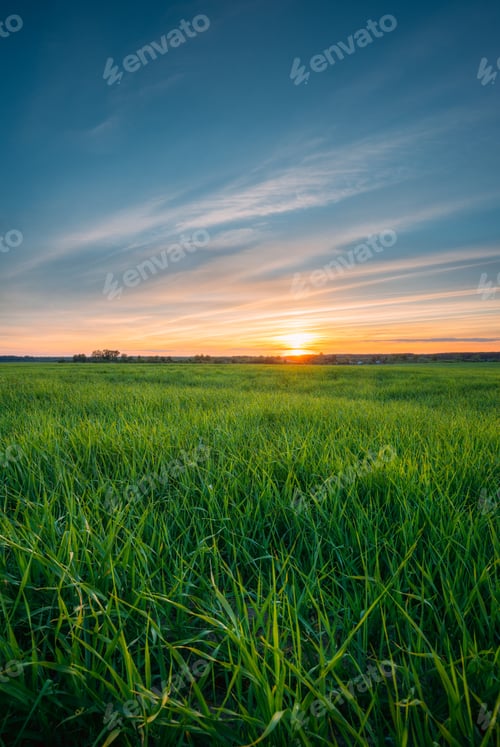 Preview: Landscape Of Young Spring Green Sprouts Of Wheat In Field Under